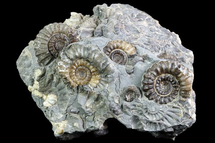 Ammonite (Promicroceras) Cluster - Somerset, England #86224